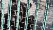 Опасного медведя ликвидируют в селе Пихтовка под Новосибирском