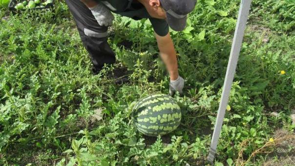 В омской колонии начали выращивать арбузы
