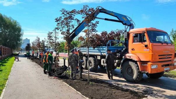 На омском пляже «Центральный-2» высадят аллею из краснолистных клёнов