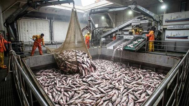 Красная рыба уходит из доступной цены — горбуша прибавила почти 50% за год