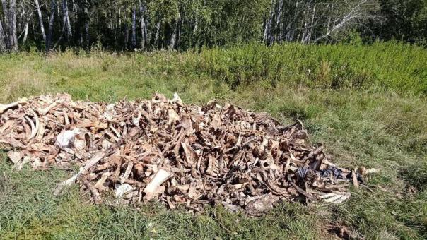 Леса под Омском завалили тушами и костями