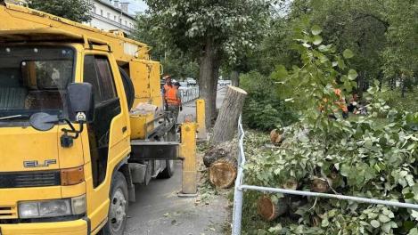 Почему на улице Плахотного в Новосибирске вырубают тополя? Вместо них высадят 15 саженцев красной черёмухи
