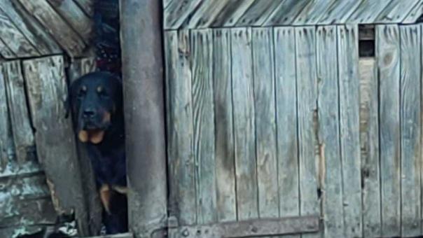 Стала известна судьба ротвейлера Харли, которого продают с аукциона
