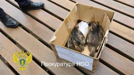 Гибель уток в парке «Каменка»: прокуратура начала проверку после изъятия больных птиц