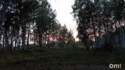 На севере Омской области в лесу нашли кровавый гриб: что это такое?