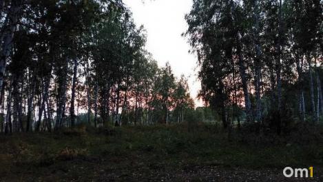 На севере Омской области в лесу нашли кровавый гриб: что это такое?