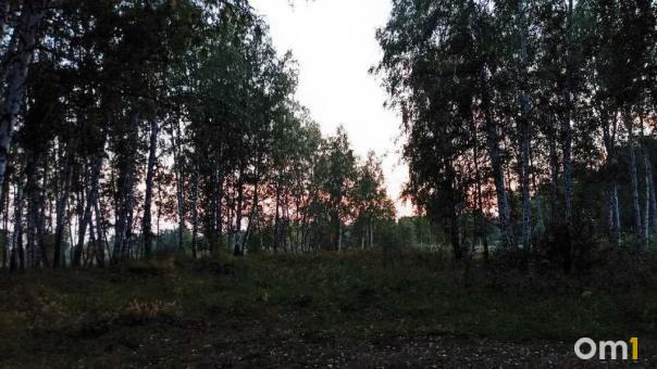На севере Омской области в лесу нашли кровавый гриб: что это такое?