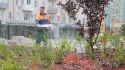 На площади Бухгольца высаживают новые деревья