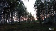 Грибной сезон начался: омичи показали первые корзины опят