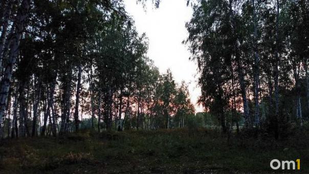 Грибной сезон начался: омичи показали первые корзины опят