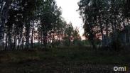 «Харя огромная»: омичка рассказала о встрече с медведицей и медвежонком в лесу