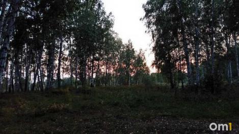 «Харя огромная»: омичка рассказала о встрече с медведицей и медвежонком в лесу