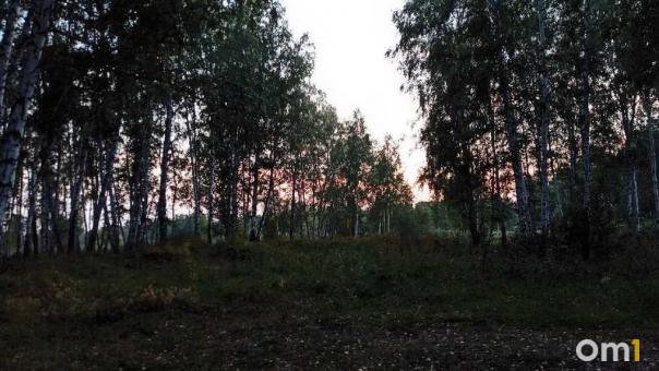 «Харя огромная»: омичка рассказала о встрече с медведицей и медвежонком в лесу
