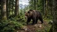 В Кузбассе обезвредили 10 медведей, но главная угроза не подтвердилась