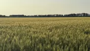 Пошли против погоды: аграрии собрали первый миллион тонн зерна в Новосибирской области