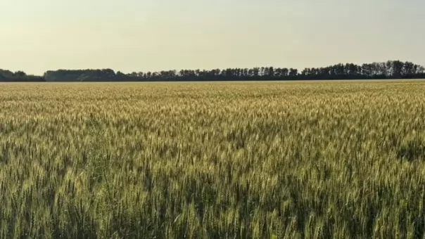Пошли против погоды: аграрии собрали первый миллион тонн зерна в Новосибирской области