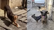 115 собак в темноте и мусоре: новосибирские волонтёры спасают животных из приюта