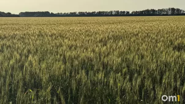 В Омской области выявили 108 фактов недостоверного декларирования зерна