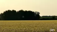 Аграриям Омской области предлагают участки в четырёх районах