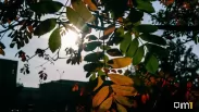 Температура поднимется до +29°C: Новосибирск ждёт тёплая рабочая неделя