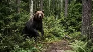 Медвежий бум: в Новосибирской области резко выросло число бурых медведей — сколько хищников обитают в регионе?