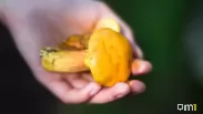 Опытный грибник оценила сезон-2026 в Новосибирской области: «Грибов не было никаких»