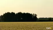 США могут не увидеть омскую пшеницу: что нашли в зерне
