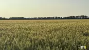 Омские аграрии собрали 1,7 миллиона тонн зерна: как проходит уборочная