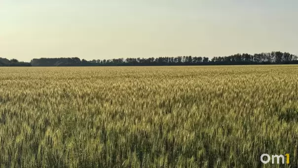 Омские аграрии собрали 1,7 миллиона тонн зерна: как проходит уборочная