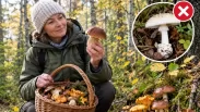 «Если сомневаешься — не бери»: опытный грибник из Новосибирска рассказала, где искать грибы осенью