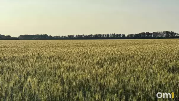 Комбайнеры встретили медведя возле озера в Омской области