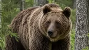 Из-за медведей в Сибири изменили расписание школ и закрыли туристические маршруты