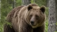 В Новосибирской области ликвидировали четырёх медведей у населённых пунктов