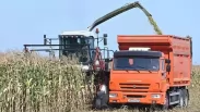 В Омской области собрали уже больше двух миллионов тонн зерна