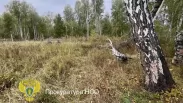 Застрелил знакомого на охоте: что произошло при преследовании медведя под Новосибирском — подробности