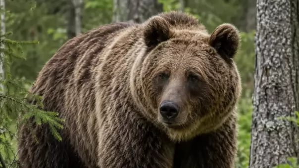 Вышедшую к людям агрессивную медведицу застрелили в Новосибирской области