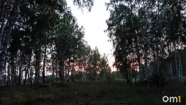 В Новосибирской области назвали дату открытия сезона охоты на лосей