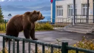 В Кузбасе школьников из-за медведей могут перевести на дистанционное