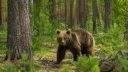 В Новосибирской области отстрелили 15 медведей, вышедших к людям