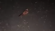 В Омской области сняли на видео редкое ночное животное