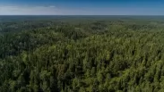 Медведь вытащил пенсионерку из дома через окно: детали трагедии в Красноярском крае
