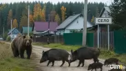 Медведи всё чаще выходят к людям: в Новосибирской области отстрелили 20 хищников