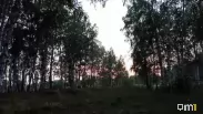 Омич встретил медведя на единственной дороге к селу
