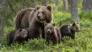 Медведи держат Кузбасс в напряжении: когда ситуация пойдёт на спад?