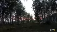 В Омской области насчитали больше двух тысяч медведей: почему они выходят к людям?