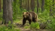 В Новосибирской области разрешили отстрелить ещё четырёх медведей, вышедших к людям