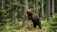 Медведь загрыз женщину на её участке в Красноярском крае — хищник охотился на скот