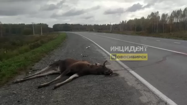 Водитель сбил лося и скрылся с места ДТП под Новосибирском