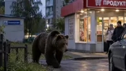 Кемеровчане сообщили о возвращении медведя в город, но службы опровергли появление зверя