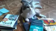 Плоские тексты: новосибирские писатели раскритиковали книги, написанные нейросетями